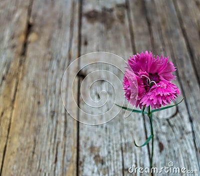 Pink carnation isolated Stock Photo