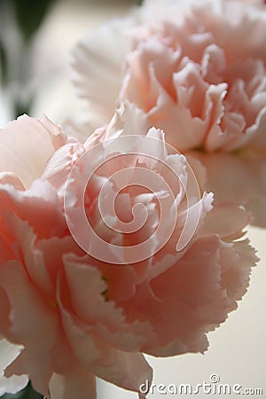 Pink carnations 1 Stock Photo