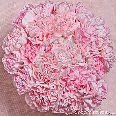 Pink Carnations Stock Photo