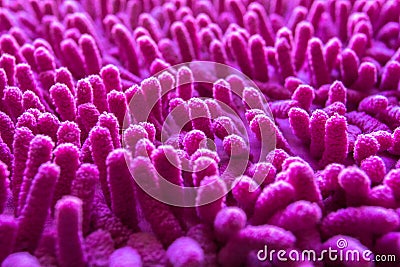 Pink carpet softness texture of doormat, select focus close-up image Stock Photo