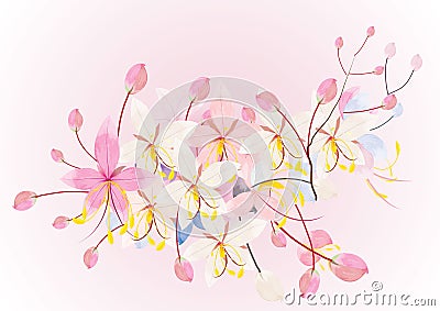 Pink cassia or wishing tree flower on white background,vector illustration Vector Illustration