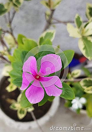 Pink catharanthus roseus flower. Stock Photo