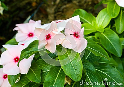 pink Catharanthus roseus flower Stock Photo