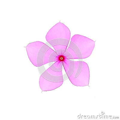 Pink Catharanthus roseus in Madaba are native to Central America isolated white background. Stock Photo