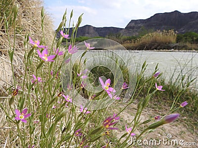 Pink Centaury Flowers on the Bank of the Rio Grande River Stock Photo