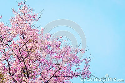 Pink cherry blossom, beautiful flowers against blue sky in spring summer lovely sweet nature Stock Photo