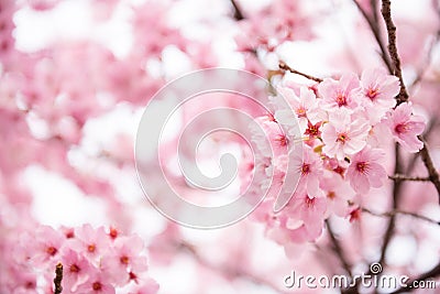 Pink Cherry blossom Stock Photo