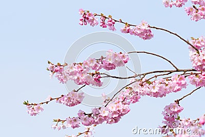 Pink Cherry blossom hanging from delicate branches on tree in spring Stock Photo