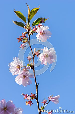 Pink cherry blossom over blue sky flowers branch Stock Photo