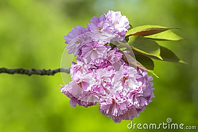 Pink cherry blossom, Prunus serrulata, Kanzan, Sekiyama Stock Photo