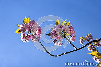 Pink cherry blossom, Prunus serrulata, Kanzan, Sekiyama Stock Photo