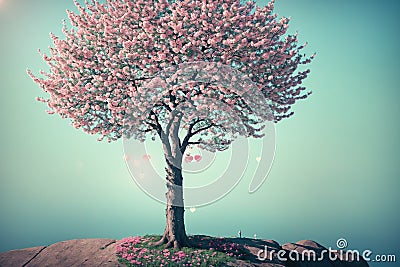 A pink cherry blossom tree standing alone on a rocky cliffside. Stock Photo