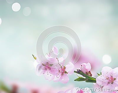 Pink cherry blossom Stock Photo