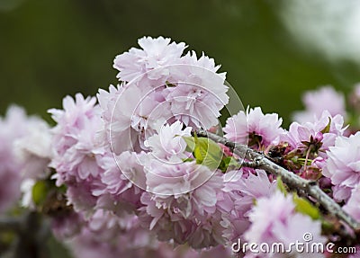 Pink cherry blossoms Stock Photo