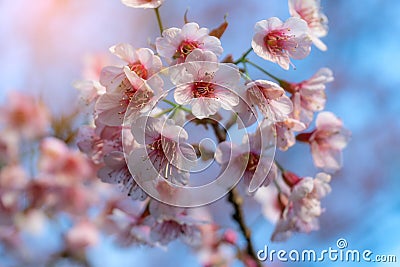 Pink cherry blossoms on the sakura tree in winter on sunrise for background. Seletive focal Stock Photo