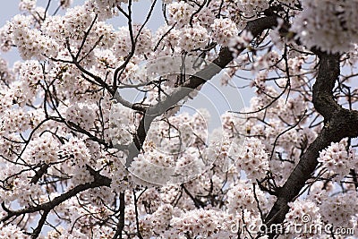 Pink Cherry Blossoms Tree Branches Stock Photo