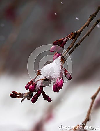 Pink cherry buds in the snow Stock Photo