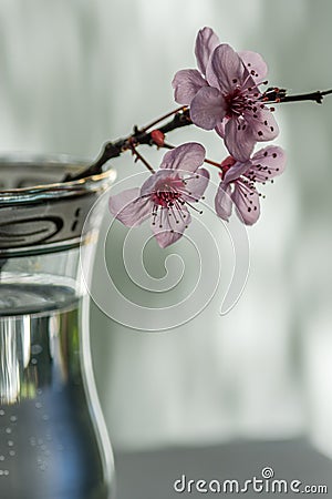 Pink cherry flowers blooming with branch in a small glass on a g Stock Photo