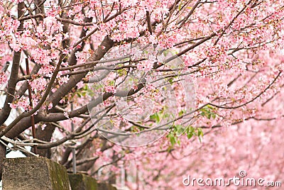 Pink Cherry trees with full of blossoms in a row on a dike at Taiwan. nature flower Stock Photo