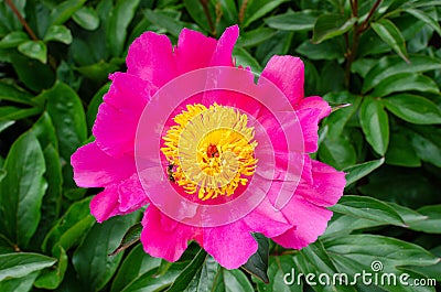 Pink chinese peony with bright yellow middle petals. Paeonia lactiflora `Thoma` 1919, in the botany in Poland. Stock Photo