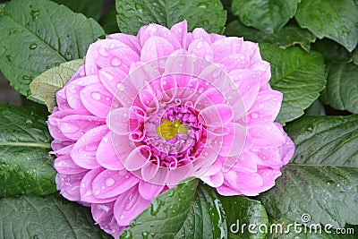 Pink Chinese Peony Stock Photo