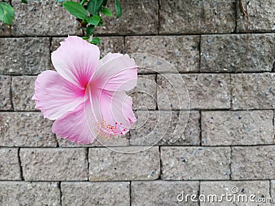 Pink Chinese rose or Hibiscus Rosa sinensis on wall backgroud Stock Photo