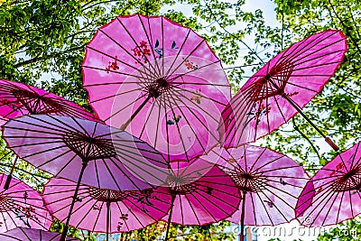 Pink Chinese Umbrellas or Parasols under a tree canopy in the Yale Town Stock Photo