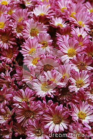 Pink chrysanthemum Stock Photo