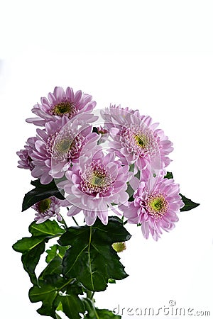Pink chrysanthemum bush Stock Photo