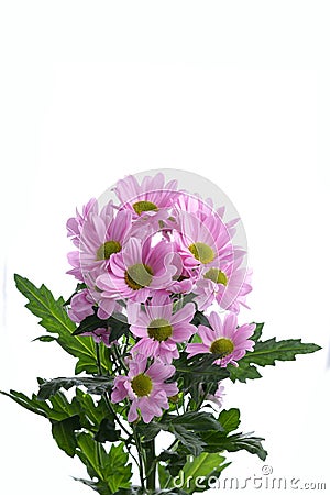 Pink chrysanthemum bush Stock Photo