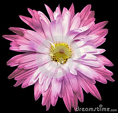 Pink chrysanthemum flower on black isolated background with clipping path. Closeup.. Stock Photo