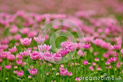 Pink Chrysanthemum flower in gerden Stock Photo