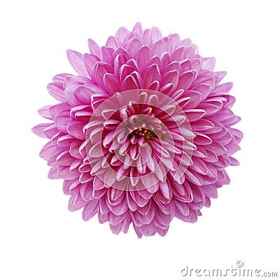 Pink chrysanthemum flower isolated on white Stock Photo