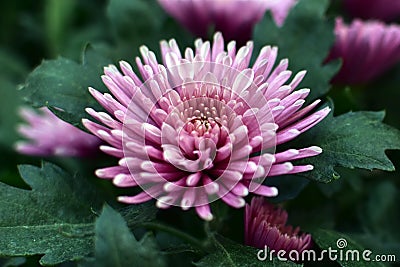 Pink Chrysanthemum flowers bloom in the garden Stock Photo