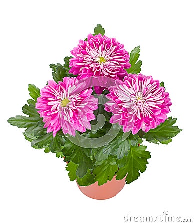 Pink chrysanthemum flowers in pot Stock Photo