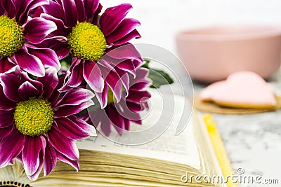Pink Chrysanthemum. Maroon flowers with a yellow center lie on the open book of love. Blurred background Stock Photo
