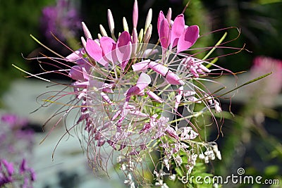 Pink Cleo me hassleriana or spider flower or spider plant with blur green background Stock Photo