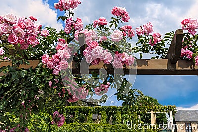 Pink climbing roses in Eltville am Rhein Stock Photo