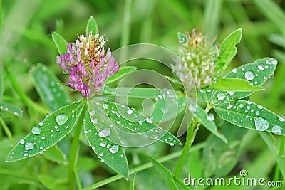 Pink clover on the field close-up raindrops on leaves Stock Photo