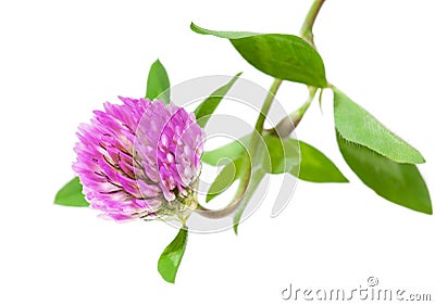 Pink Clover Flower Stock Photo