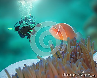 Pink clownfish and diver Stock Photo