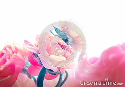 Pink color anemone flower bouquet on light horizontal background Stock Photo