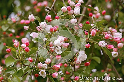 Pink color blooming Apple tree Stock Photo