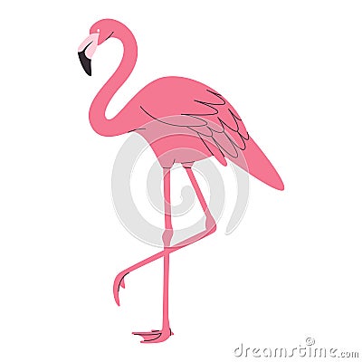 pink color flamingo bird wild nature tropical beautiful animal feather have long neck and foot Stock Photo