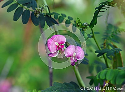 Pink colored Australian Indigo flowers, Indigofera australis, family fabaceae Stock Photo