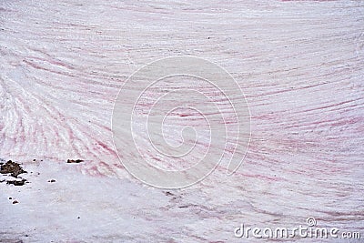 Pink colored frozen snow melting under the bright sun Stock Photo