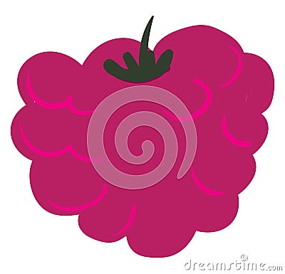 Raspberries, vector or color illustration Vector Illustration
