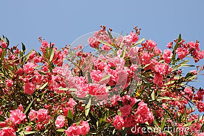 Pink Colorful Flower Plant view in Ibiza Balearic Islands Stock Photo