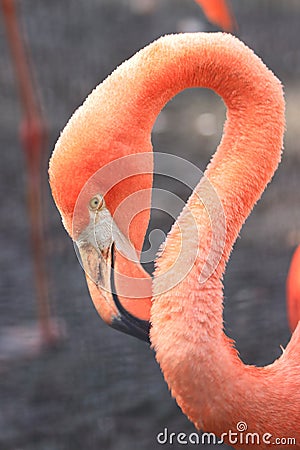 Pink coloured cuban flamingo close-up