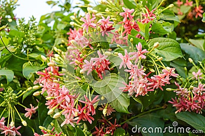 Pink combretum indicum flower Stock Photo